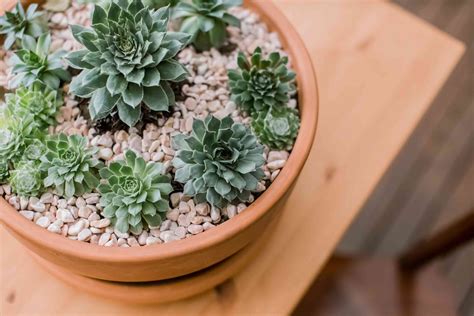What Are Hen And Chick Succulents
