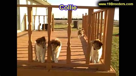 Classes are available for puppies, beginners, intermediate. Collie, Puppies, For, Sale, In, Billings, Montana, MT, Missoula, Great Falls, Bozeman - YouTube