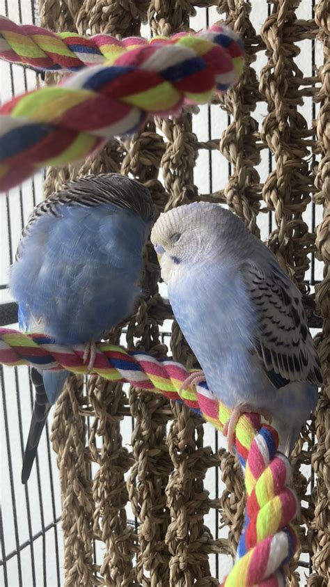 My Budgie Babies Ongoing Picture Thread Talk Budgies Forums