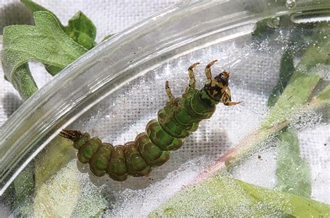 The Caddisfly Order Trichoptera Hatchpedia The Simplest Hatch