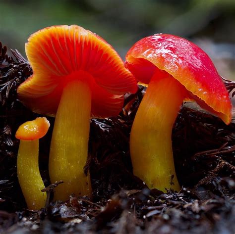 Hygrocybe Laetissima Cherry Red Waxy Cap This Beautiful Waxy Cap Is