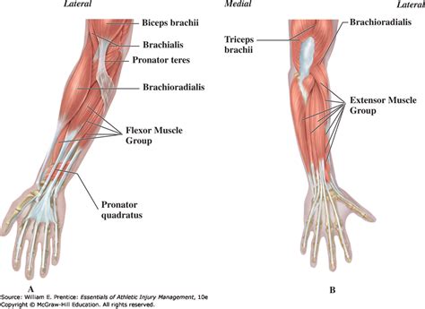 Anatomy Of Wrist And Forearm