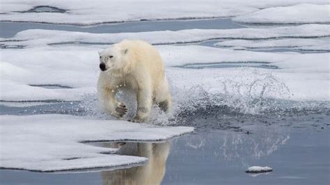 Bbc Earth Will Polar Bears Become Extinct