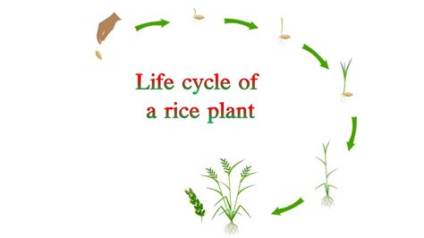 Life Cycle Of Rice Plant Youtube