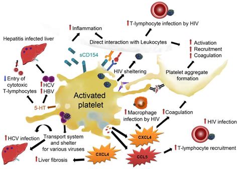 Frontiers Platelets And Infection An Emerging Role Of Platelets In