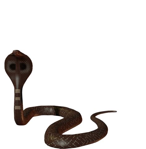 Cobra Snake Png Images Free Download