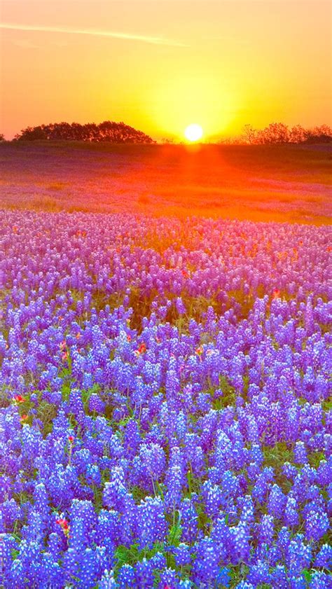 The Sunset Purple Flowers Wildflowers Pinterest