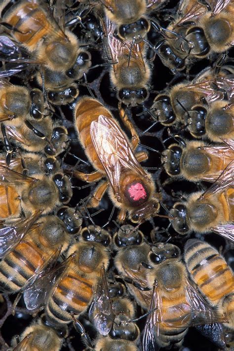 The Meaning Behind A Queen Bees Tooting And Quacking Neatorama