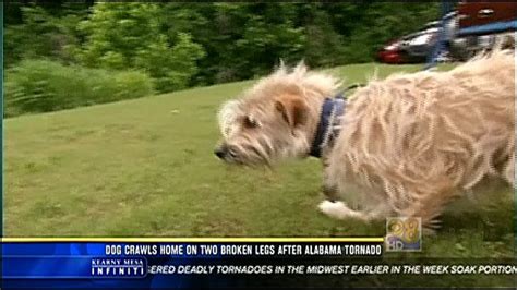 Dog Crawls Home On Two Broken Legs After Alabama Tornado