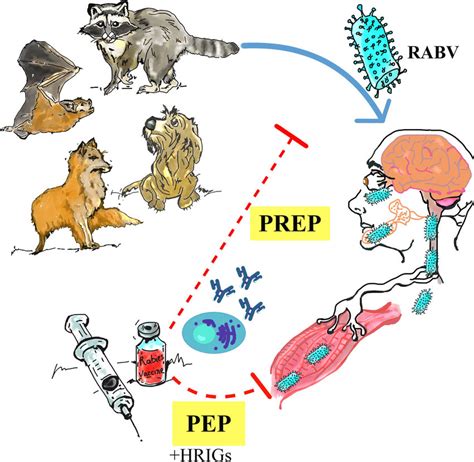 Rabies Virus Infection And The Importance Of Pre Exposure Prophylaxis Download Scientific