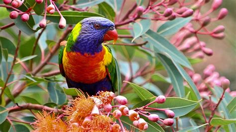 Birds Colorful Parrot Rainbow Background 3840x2160