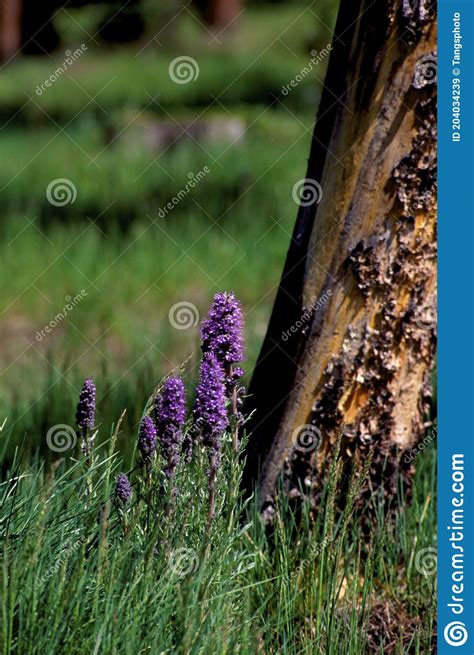 Purple Fringe 56493 Stock Image Image Of Phacelia Purple 204034239