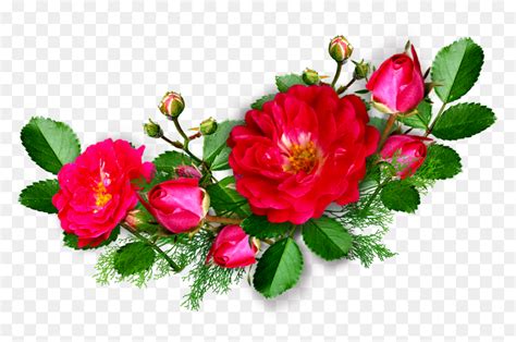 Deep Pink Rose Flower Hd Png Images Download 860x570 Download Hd