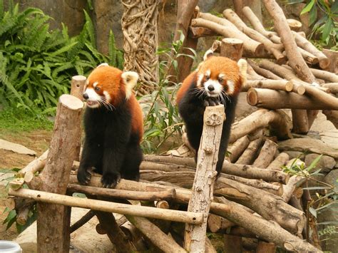 Red Pandas In Ocean Park Hong Kong Red Pandas Photo 30357865 Fanpop