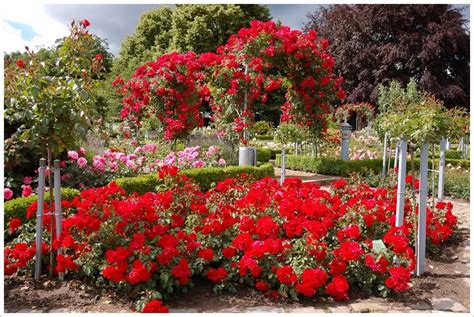 Pin De Marisol Izurieta En Jardines Jardines Jardines Verticales Rosas