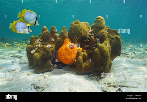 Caribbean Sea Underwater Marine Life Great Star Coral With Agelas