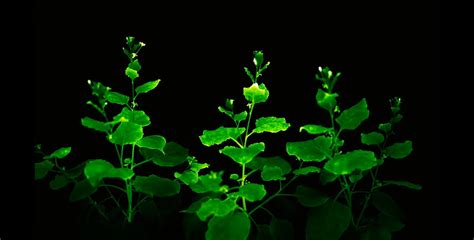 Brightest Engineered Plants Glow Throughout Life Cycle Crop Biotech
