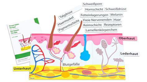 Aufbau Der Haut Schule Captions Save