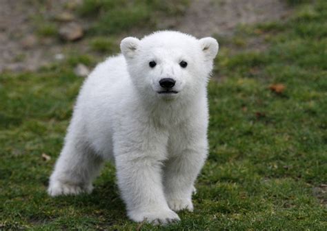 Beloved Polar Bear Knut Dies At Berlin Zoo Baby Eisbären Niedliche