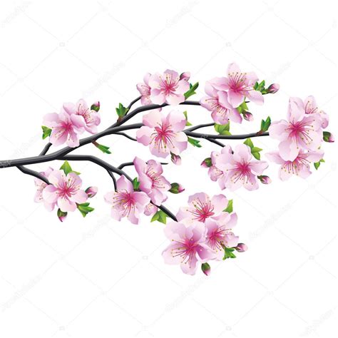 Cherry Blossom Japanese Tree Sakura Stock Vector Image By ©silvionka