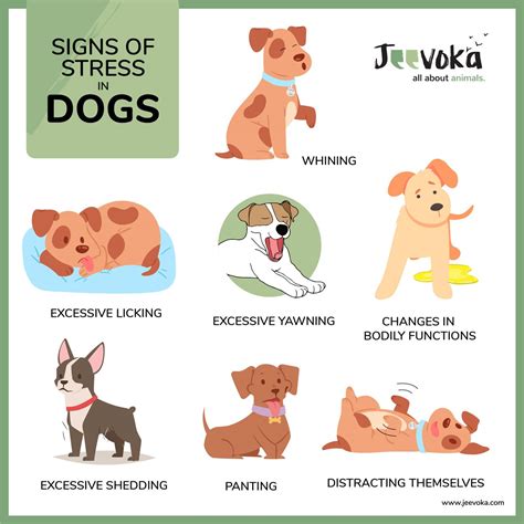 Jeevoka Identifying Stress In Your Pet Everything You Need To Know