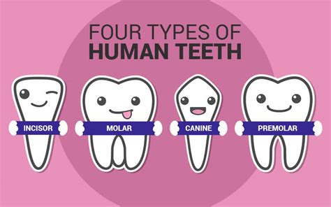 The 4 Types Of Teeth And Their Functions