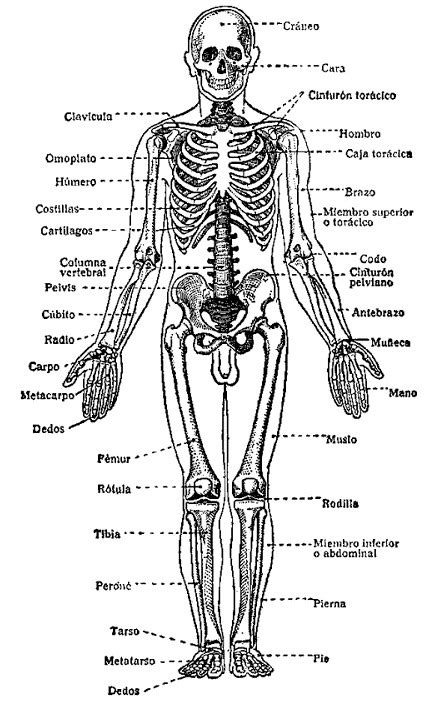 Sistema óseo para colorear Cuerpo humano