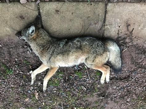 Rabid Coyote Killed After Injuring 2 Men Dog In Newberry Twp