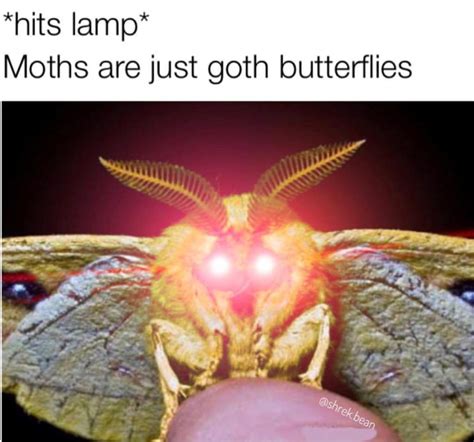 Moth Memes Dank Memes Amino