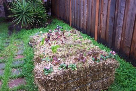 10 Reasons To Try Straw Bale Gardening How To Get Started