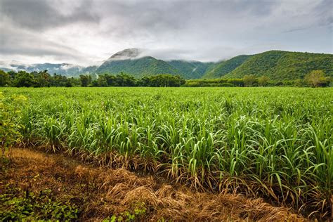 Sugarcane Planting Harvesting And Processing Britannica