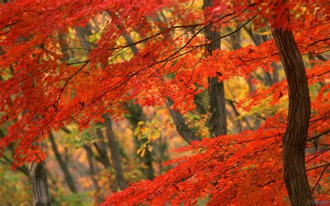 Free Best Pictures Wonderful Autumn 1920x1200
