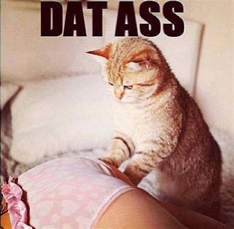 Dat Ass Cat Awesome And Funny Picture Mix Pinterest Picture Mix