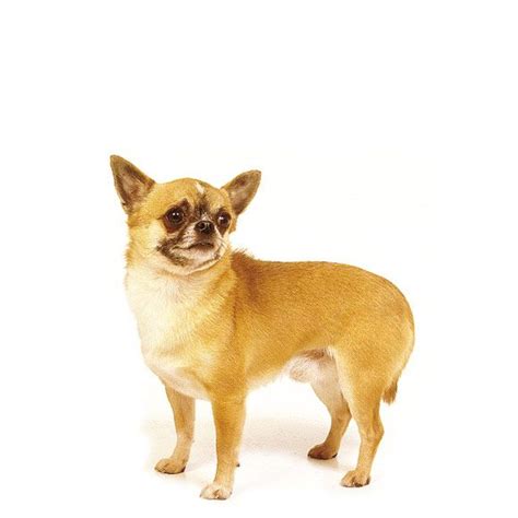 Chihuahua Informatie Over Karakter Van De Chihuahua Royal Canin