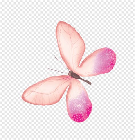 Baixar Ilustração de borboleta rosa transparência e translucidez de