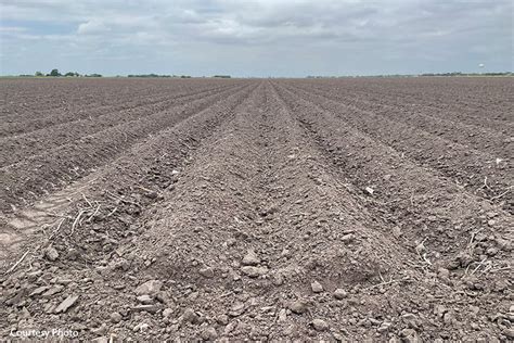 Drought Continues For Rio Grande Valley Farmers Ranchers Texas Farm