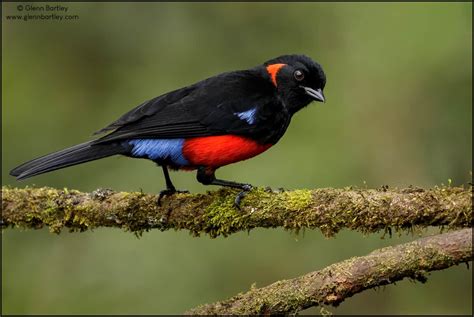 Scarlet Bellied Mountain Tanager Focusing On Wildlife