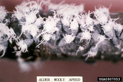 Woolly Alder Aphid Prociphilus Tessellatus