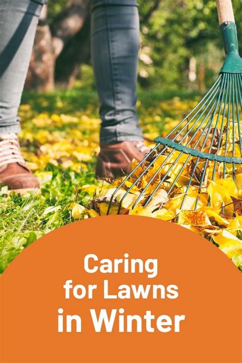 Caring For Lawns In Winter Lawn Care Winter Lawn Winter