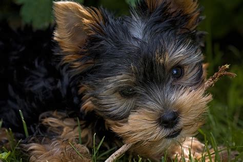 The way the monkey is petting the puppies is so sweet. Why The Affenpinscher Dog Breed Is Known As Monkey Terrier ...