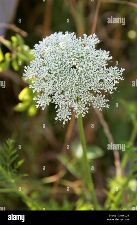 Wild Carrot Aka Bishop S Lace Or Queen Anne S Lace Daucus Carota Stock