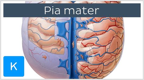 The Pia Mater Meninges Of The Brain Human Anatomy Kenhub Youtube