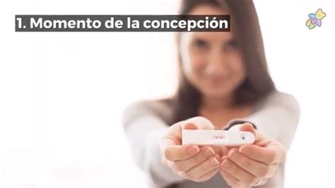 🤰🏼¿que Es La Etapa Prenatal ️ Lo Que Debes Saber Sobre Las 3 Etapas