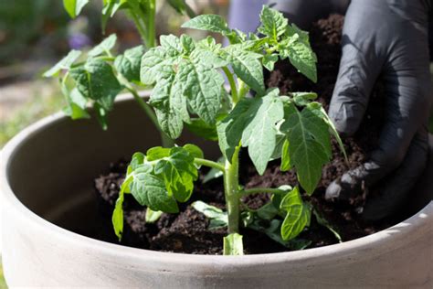 How To Fertilize Tomato Plants In Pots Containers Buckets