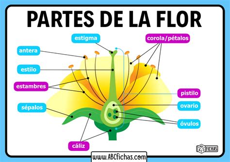 Definición Estructura Y Partes De Una Flor