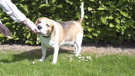 Chubby Dog Was So Fat He Couldnt Walk Up Stairs But Look At Him Now