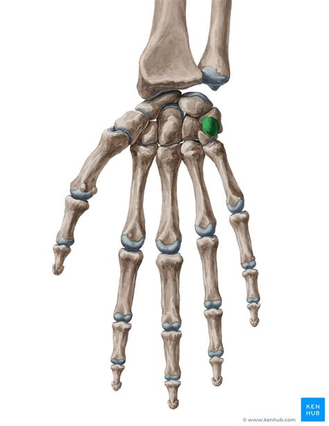Pisiform Bone Anatomical Structure And Function Kenhub
