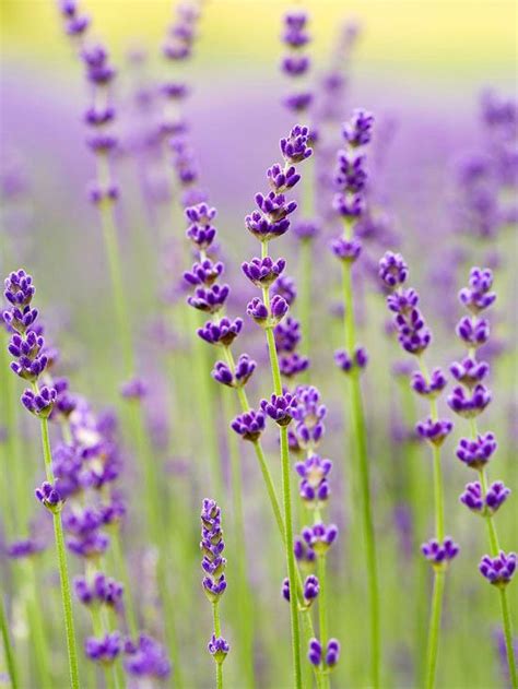 Types Of Lavender Plants Lavender Varieties Lavender Garden Lovely Lavender Lavender Flowers