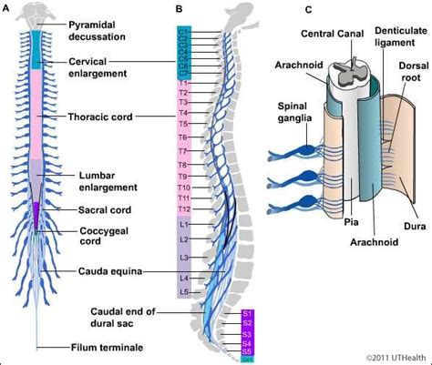 Gross Anatomy Of The Spinal Cord