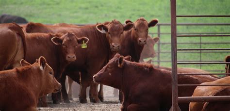 Concentrated Animal Feeding Operation Training Set In Huron Sd